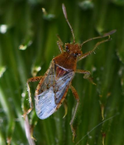 Réf. 263 581 : Rhopalus parumpunctatus
